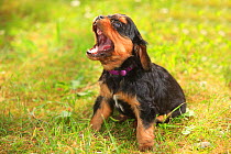 Cavalier King Charles Spaniel, puppy, black-and-tan, 6 weeks, sitting on grass. wearing collar and yawning.