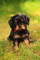 Cavalier King Charles Spaniel, puppy, black-and-tan, 6 weeks, sitting on grass, wearing collar.
