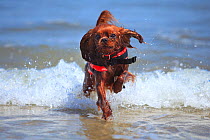 Cavalier King Charles Spaniel, ruby, running out of the sea wearing a lifejacket / life vest.