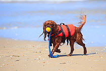 Cavalier King Charles Spaniel, ruby, running on beach with a yellow ball in mouth, wearing a lifejacket / life vest.