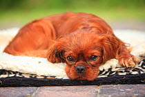 Cavalier King Charles Spaniel, ruby, relaxing, curled up on a blanket.