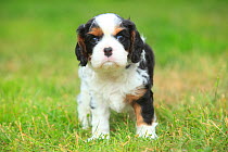 Cavalier King Charles Spaniel, puppy, tricolour, 5 weeks, standing on grass.