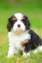 Cavalier King Charles Spaniel, puppy, tricolour, 5 weeks, sitting on grass.