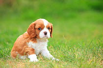 Cavalier King Charles Spaniel, puppy, blenheim, 5 weeks, sitting on grass.