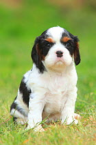 Cavalier King Charles Spaniel, puppy, tricolour, 5 weeks, sitting on grass.