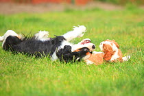 Cavalier King Charles Spaniel, bitch with puppy, tricolour and blenheim, 5 weeks, playing on grass together.