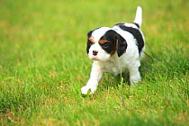 Cavalier King Charles Spaniel, puppy, tricolour, 5 weeks, walking on grass.
