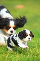 Cavalier King Charles Spaniel, bitch playing with puppy, tricolour, 5 weeks, on grass.