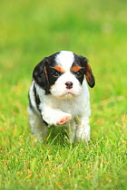 Cavalier King Charles Spaniel, puppy, tricolour, 5 weeks, running in grass.