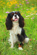 Cavalier King Charles Spaniel, tricolour, 12 months, sitting in wild flower meadow, with tongue out.