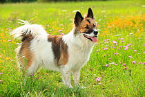 Elo, bitch, 11 months, standing in wild flower meadow with tongue out.