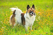 Elo, bitch, puppy, 11 months, standing in wild flower meadow.