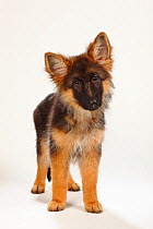 German Shepherd / Alsatian, puppy, 4 months, standing with head tilted to one side.