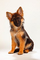 German Shepherd / Alsatian, puppy, 4 months, sitting with head tilted to one side.