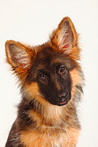 German Shepherd / Alsatian, puppy, 4 months, portrait with head tilted to one side.