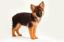 German Shepherd / Alsatian, puppy, 4 months, standing profile.