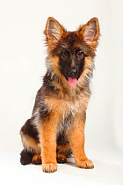 German Shepherd / Alsatian, puppy, 4 months, sitting with tongue out.