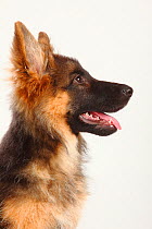 German Shepherd / Alsatian, puppy, 4 months, head profile with tongue out.