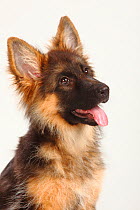 German Shepherd / Alsatian, puppy, 4 months, head portrait with tongue out.