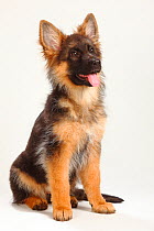 German Shepherd / Alsatian, puppy, 4 months, sitting with tongue out.