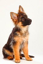 German Shepherd / Alsatian, puppy, 4 months, sitting with head tilted and looking upwards.