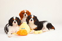 Cavalier King Charles Spaniel, three puppies, 10 weeks, tricolour and blenheim lying down with toy duck.