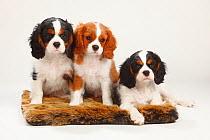 Cavalier King Charles Spaniel, three puppies, 10 weeks, tricolour and blenheim sitting together on pillow.