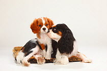 Cavalier King Charles Spaniel, bitch, tricolour, with puppy, blenheim, 10 weeks, sitting on pillow together.
