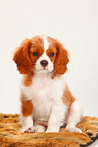 Cavalier King Charles Spaniel, puppy, blenheim, 10 weeks, sitting on pillow.