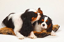 Cavalier King Charles Spaniel, bitch, with puppy, 10 weeks, tricolour, sitting on pillow together.