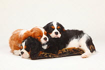 Cavalier King Charles Spaniel, puppies, 10 weeks, tricolour and blenheim, sleeping on pillow together.