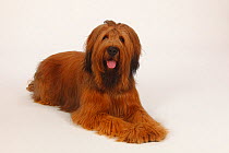 Briard / Berger de Brie, puppy, 12 month, lying down with tongue out.