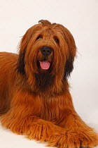 Briard / Berger de Brie, puppy, 12 month, lying down head with tongue out.