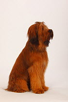 Briard / Berger de Brie, puppy, 12 month, sitting profile.