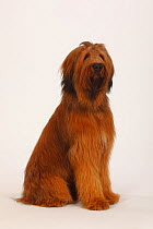 Briard / Berger de Brie, puppy, 12 month, sitting profile with head faced forward.