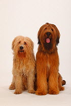 Briard / Berger de Brie on left with mixed breed dog, sitting next to each other.