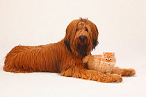Briard / Berger de Brie, puppy, 12 month, lying down with Domestic cat, long haired kitten.