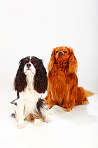 Cavalier King Charles Spaniel, ruby, 4 years, on right and tricolour, 14 month puppy, sitting portrait, both looking up.