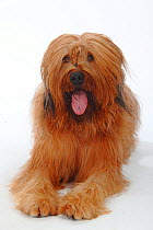 Briard / Berger de Brie, lying down with tongue out.