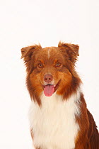 Australian Shepherd, red-tri, head portrait with tongue out.