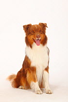 Australian Shepherd, red-tri, sitting with tongue hanging out.