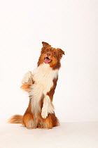 Australian Shepherd, red-tri, standing on back legs begging with tongue hanging out.