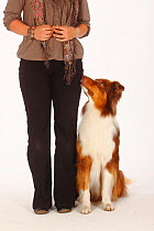 Australian Shepherd, red-tri, sitting at heel next to woman, learning heelwork. Model released