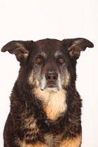 Mixed breed dog, bitch, 15 years, head portrait.