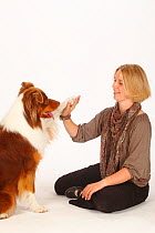 Australian Shepherd, red-tri, sitting witth woman, paw touching her hand. Model released