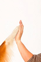 Australian Shepherd, red-tri, close up of paw touching womans hand. Model released