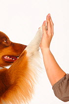 Australian Shepherd, red-tri, close up of paw touching womans hand. Model released