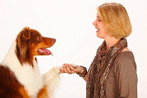Australian Shepherd, red-tri, giving paw to woman. Model released