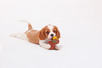 Cavalier King Charles Spaniel, blenheim, puppy, 8 weeks, lying down with toy.