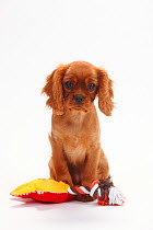 Cavalier King Charles Spaniel, puppy, ruby, 3 months, sitting with toy.